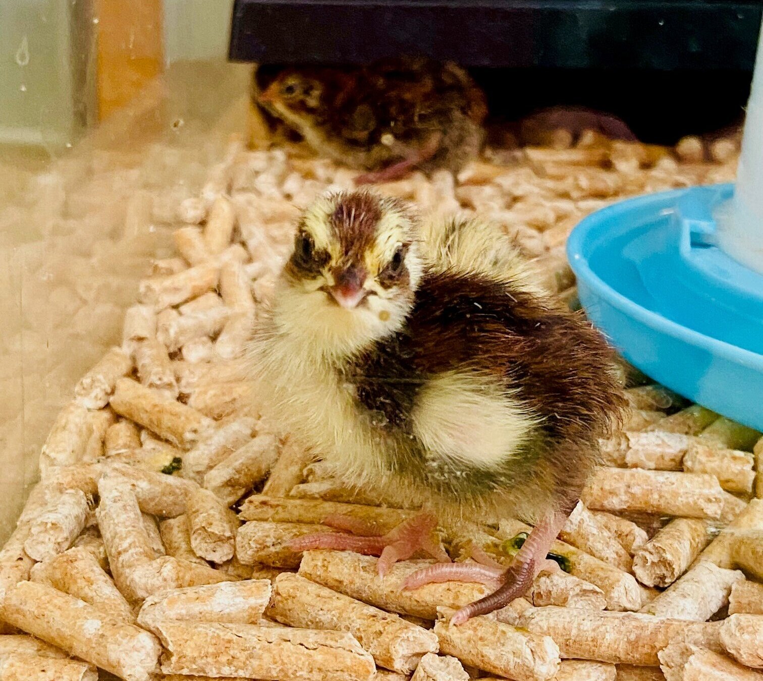 Ein Wachtelküken steht vorn im Terrarium, im Hintergrund ist ein weiteres Küken.