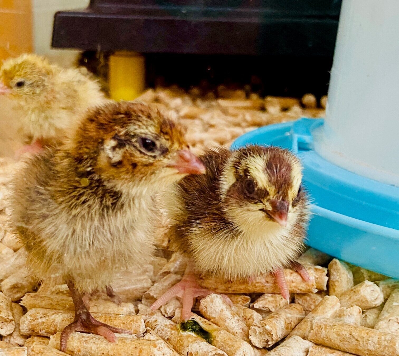 Zwei Wachtelküken sitzen in einem Terrarium nebeneinander neben einer Tränke. Links im Hintergrund sitzt ein weiteres Küken.