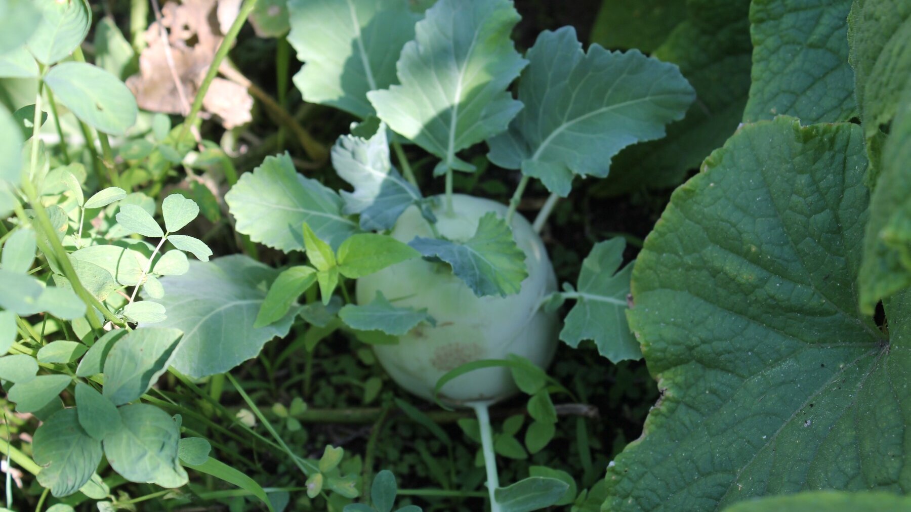 Zu sehen ist ein Kohlrabi in einem Beet im Garten der Humanistischen Kita Friedrich-Engels-Straße in Berlin-Pankow.