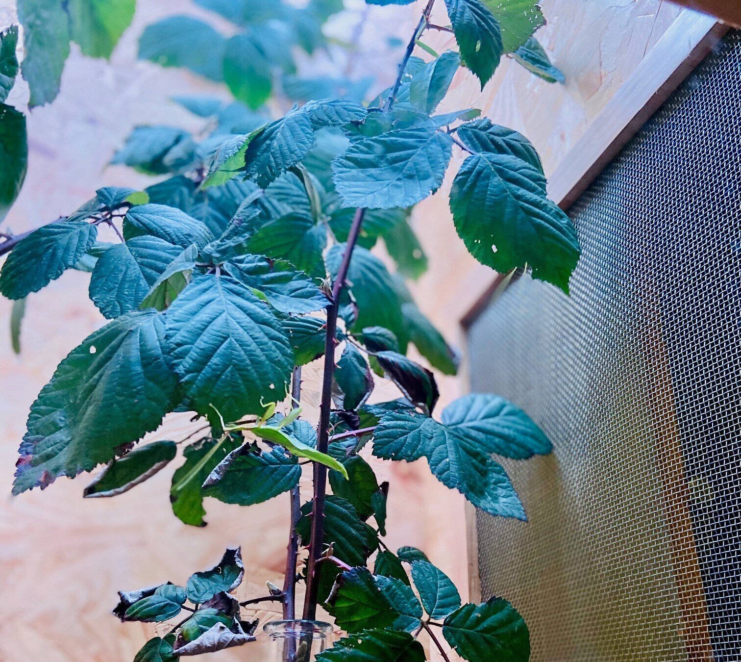 In einer Glasvase steht ein Brombeerzweig. Auf einem Blatt sitzt ein grünes Wandelndes Blatt.