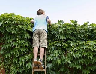 Über den Bereich Humanistische Lebenskunde des Humanistischen Verbandes Berlin-Brandenburg Ein Junge in sommerlicher Kleidung steht auf einer Leiter und schaut über eine Hecke.