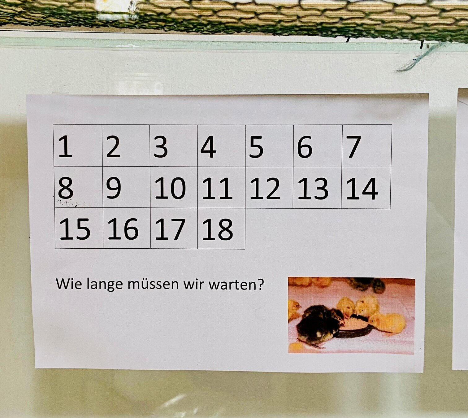 Auf einem weißen Blatt Papier sind 18 Kästchen mit den Zahlen 1 bis 18 zu sehen. Darunter ist die Frage „Wie lange müssen wir warten?“ zu lesen. Rechts daneben sind auf einer Abbildung an einem Futternapf sitzend fünf Wachtelküken zu sehen.