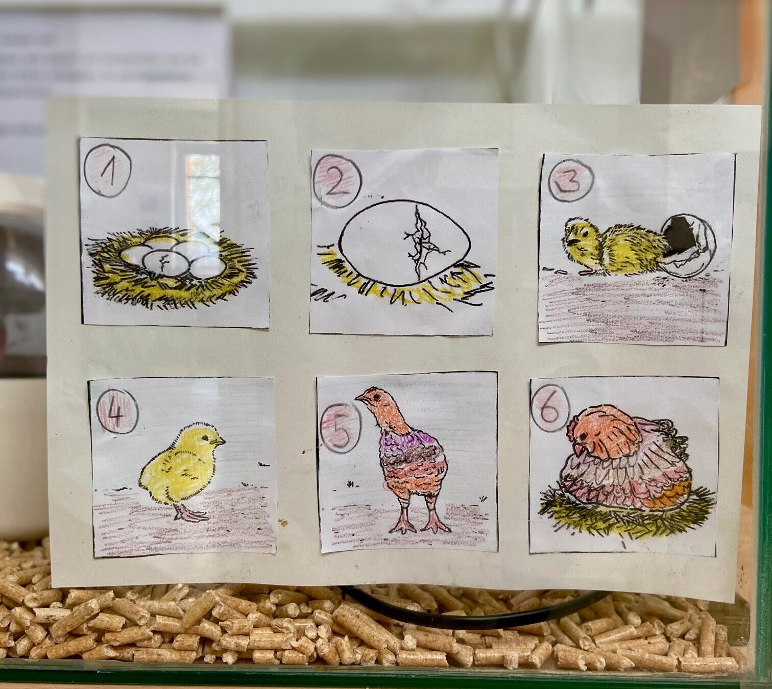 Auf einem Blatt Papier hinter Glas eines Terrariums sind in zwei Reihen je drei Zeichnungen zu sehen, nummeriert von 1 bis 6: Jedes Bild zeigt eine Entwicklungstufe vom Ei bis zum brütenden Hühnervogel.