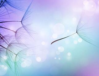 KIS Berlin-Pankow: Alopecia areata / Kreisrunder Haarausfall, Selbsthilfegruppe für Betroffene