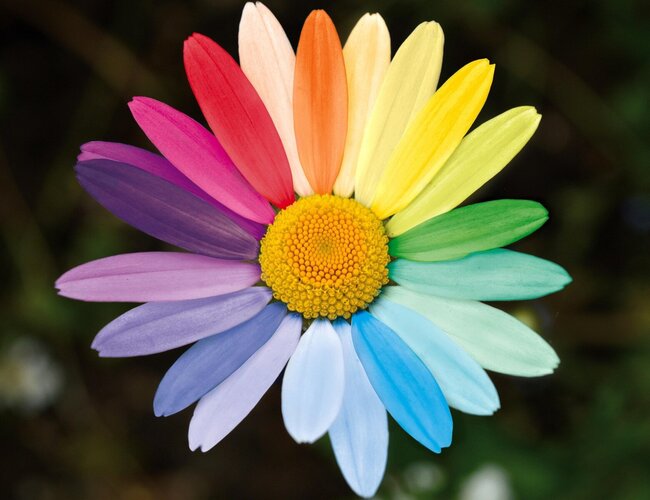 Zu sehen ist eine Margerite mit Blütenblättern in Regenbogenfarben: Jedes Blütenblatt hat eine andere Farbe.