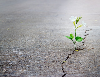 Eine kleine Pflanze wächst aus einem Riss im Asphalt einer Straße.