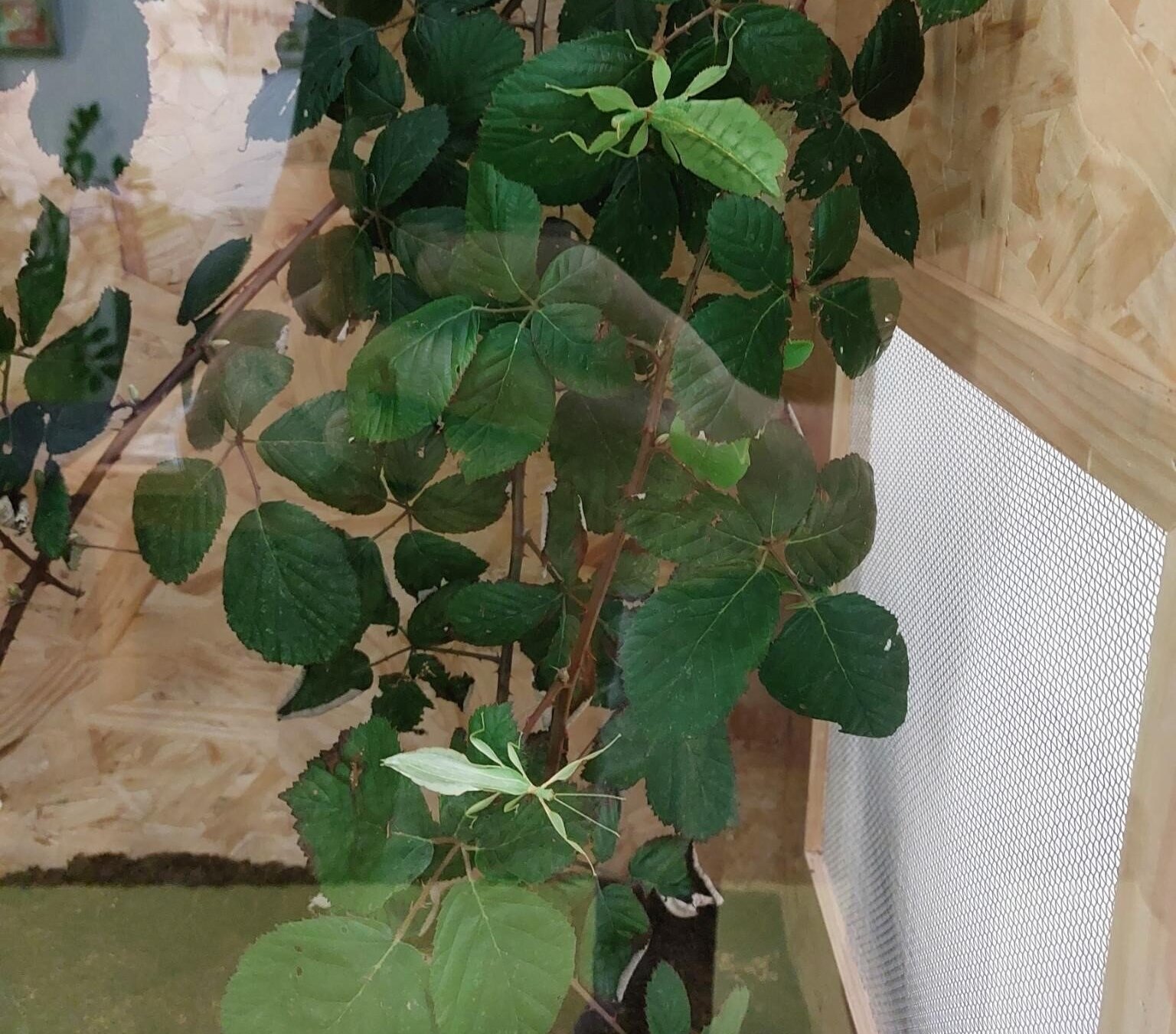 Auf Brombeerzweigen in einem Terrarium sitzen zwei grüne Wandelnde Blätter.