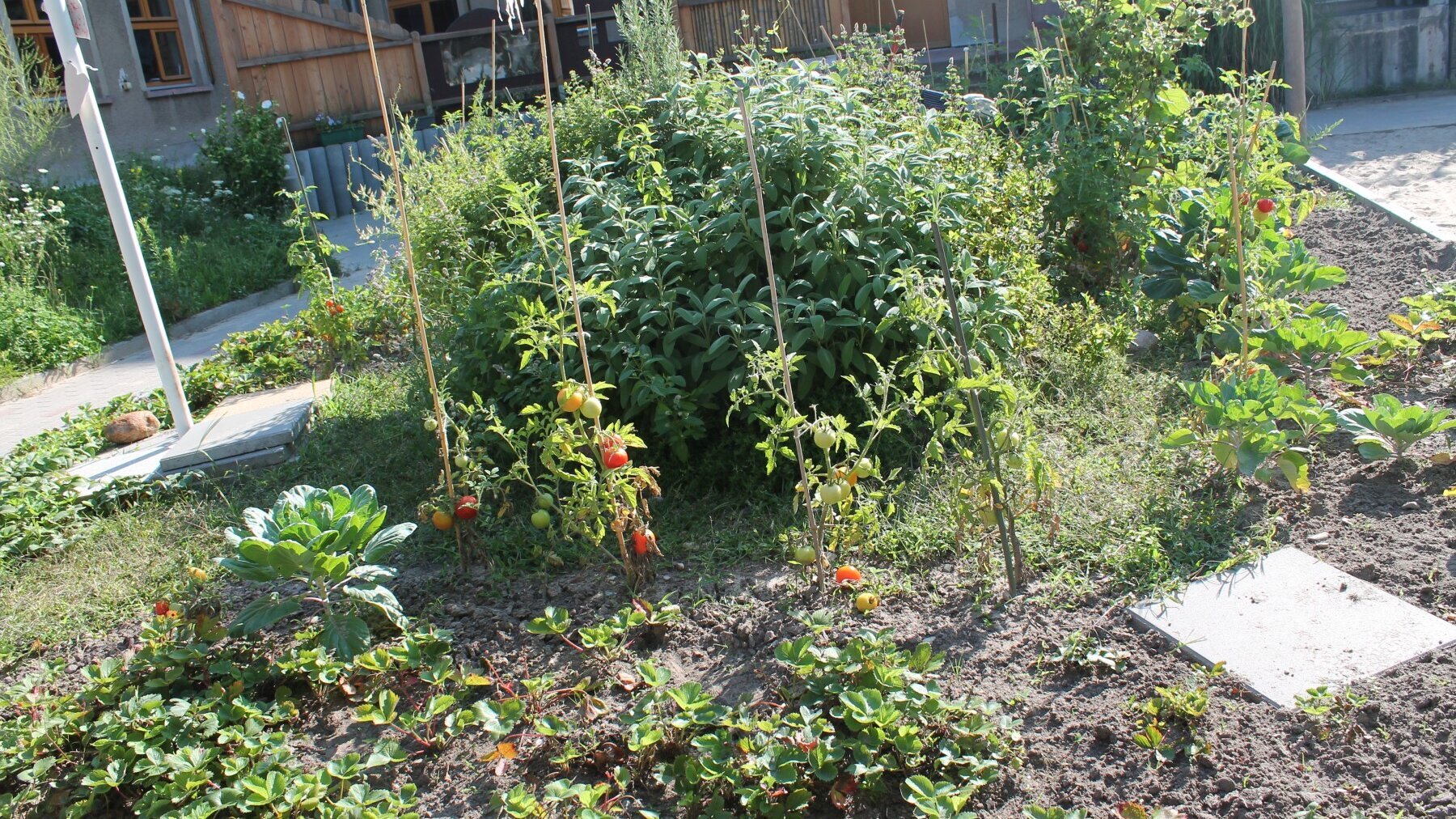 Zu sehen sind Beete mit Tomaten- und Erdbeerpflanzen im Garten der Humanistischen Kita Friedrich-Engels-Straße in Berlin-Pankow.