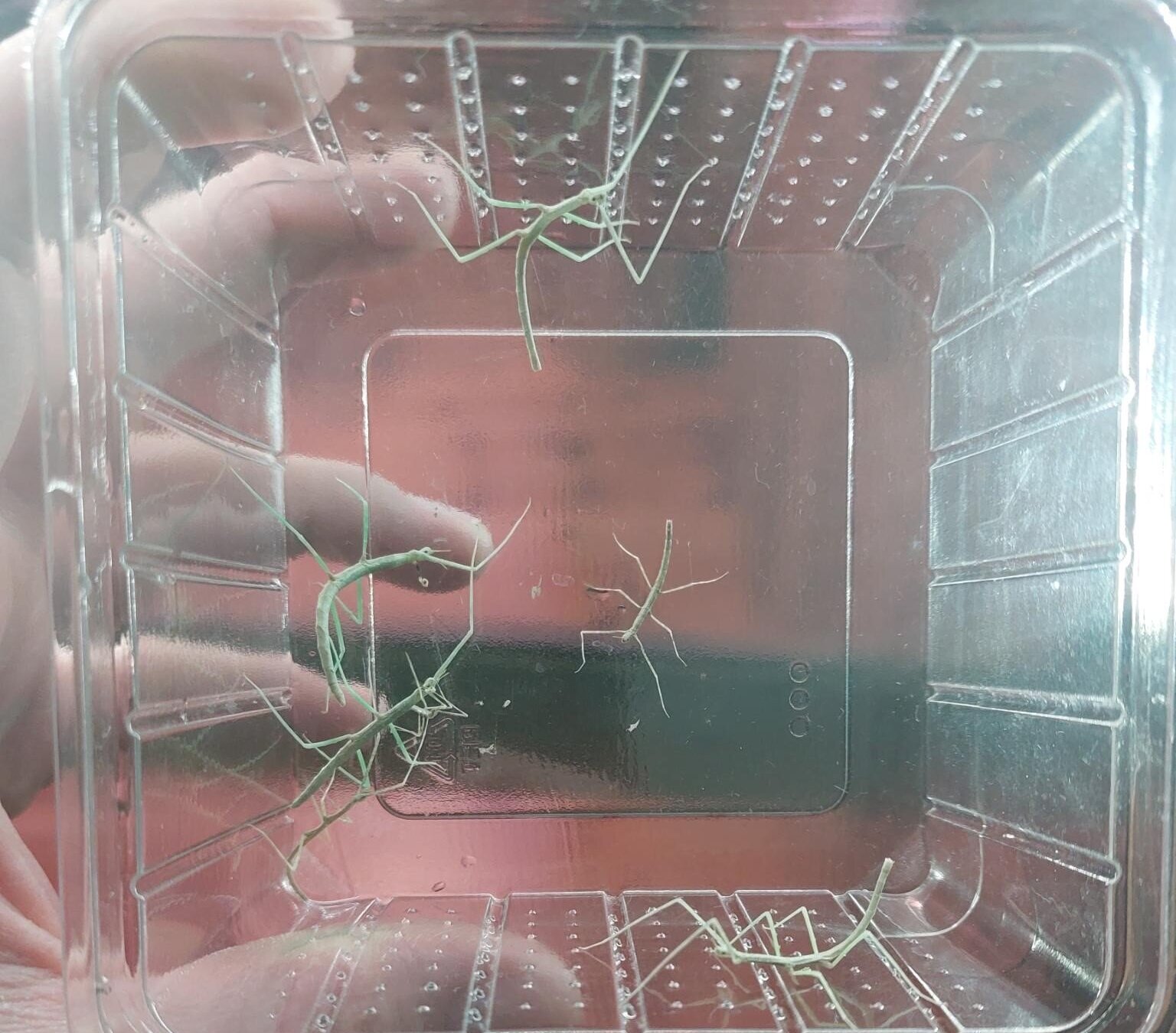 In einem durchsichtigen Plastikbehälter befinden sich sechs junge Stabschrecken.