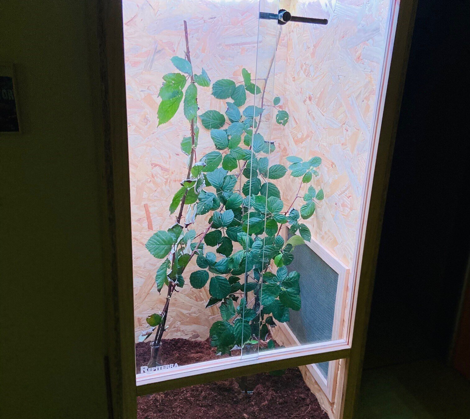 In einem dunklen Flur steht ein beleuchtetes Terrarium mit Wandelnden Blättern auf Brombeerzweigen in Vasen. 