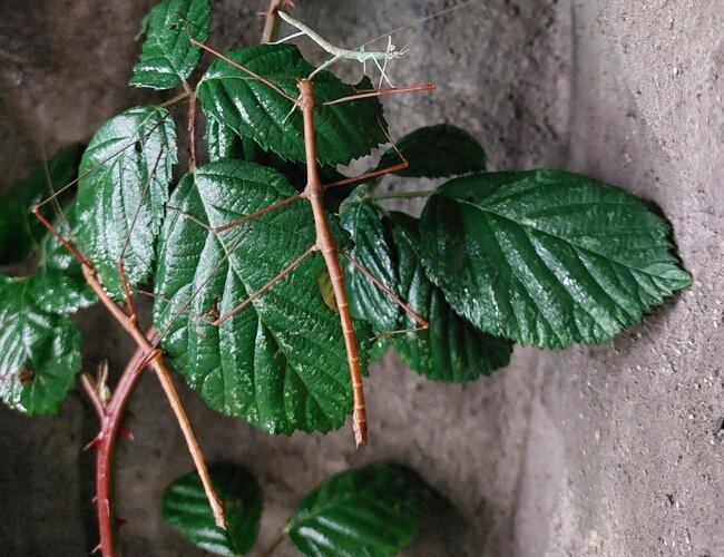 Auf Blättern eines Brombeerzweigs in einem Terrarium sitzen zwei braune Stabschrecken und eine kleine grüne.
