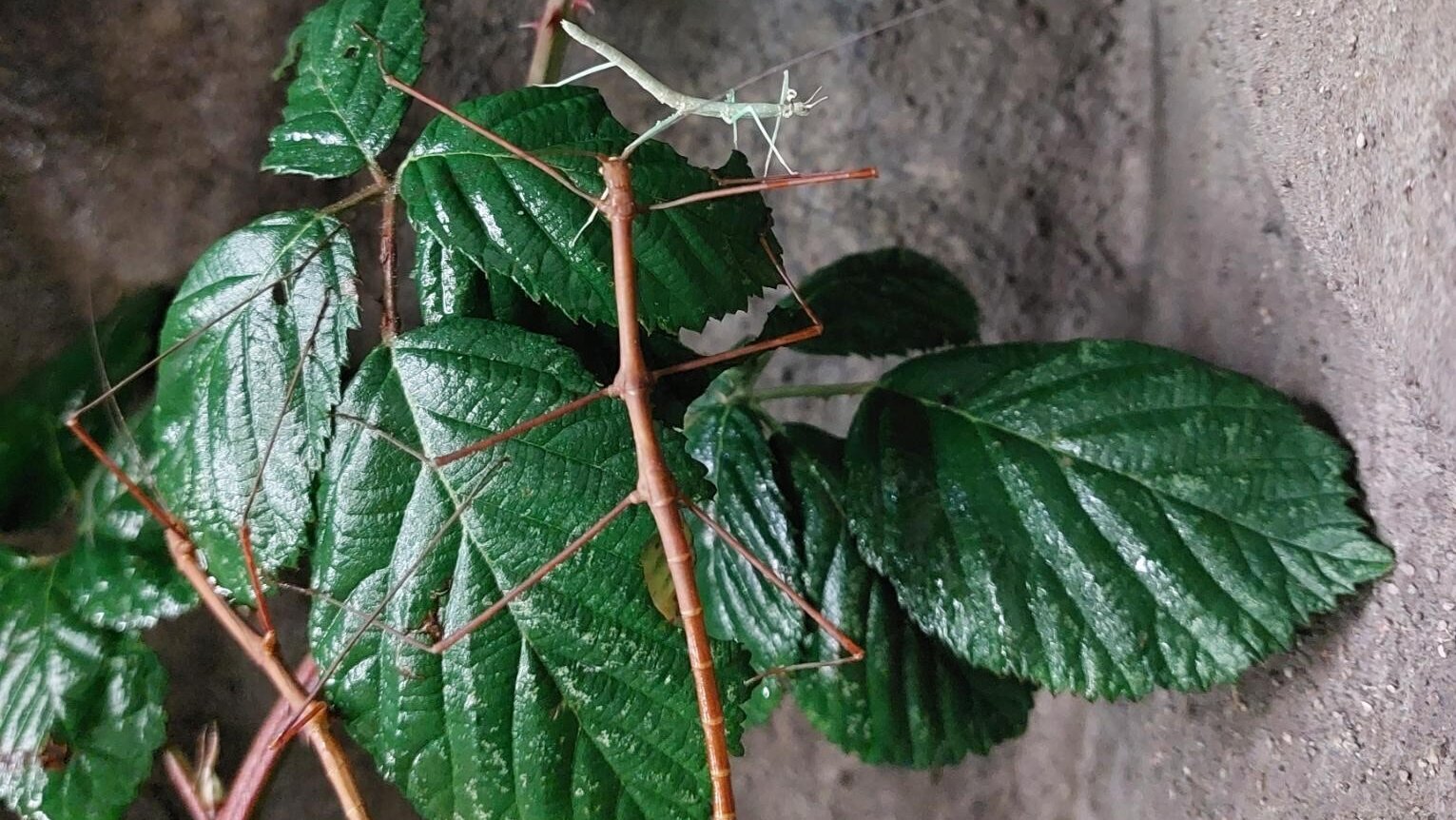Auf Blättern eines Brombeerzweigs in einem Terrarium sitzen zwei braune Stabschrecken und eine kleine grüne.