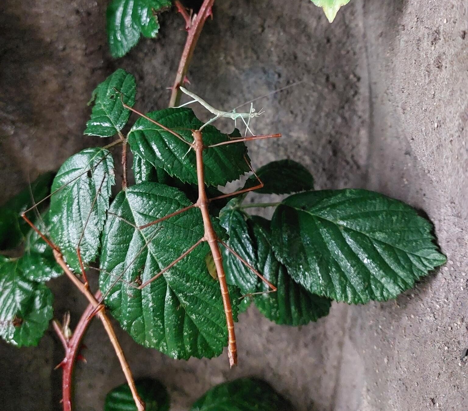 Auf Blättern eines Brombeerzweigs in einem Terrarium sitzen zwei braune Stabschrecken und eine kleine grüne.