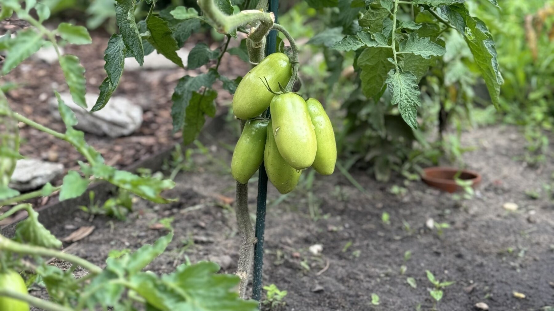 Zu sehen sind noch unreife Tomaten einer Tomatenpflanze in einem Beet der Humanistischen Kita Friedrich-Engels-Straße in Berlin-Pankow.