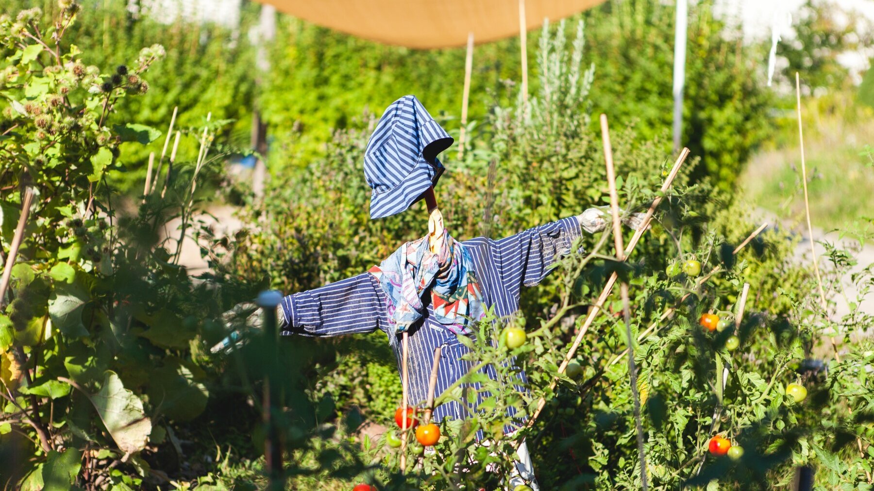 Foto Außenansicht Garten Friedrich-Engels-Straße mit Gemüsebeet und Vogelscheuche