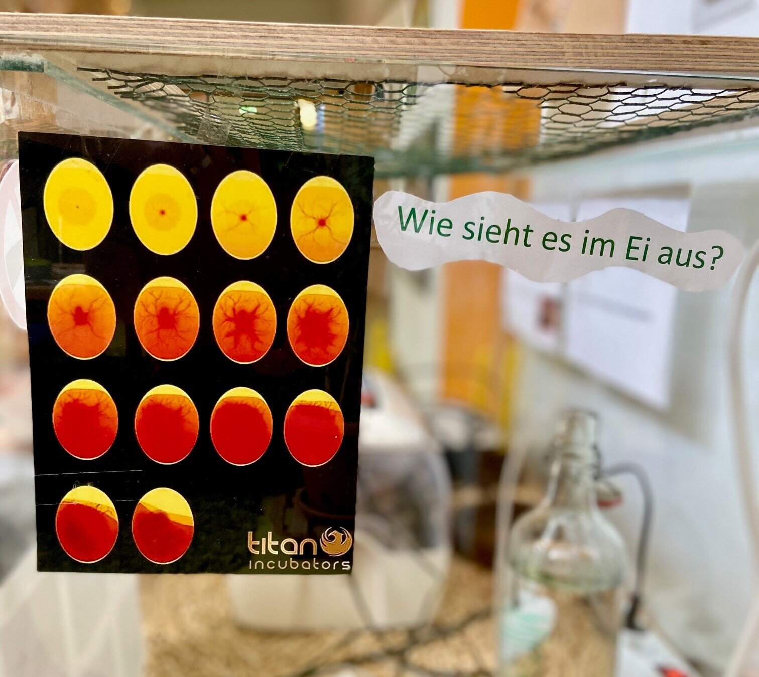 Hinter einer Glaswand eine Terrariums ist eine Karte befestigt, die 14 Entwicklungsstadien im Ei zeigt. Rechts daneben ist auf weißem Papier die Frage „Wie sieht es im Ei aus?“ zu lesen.