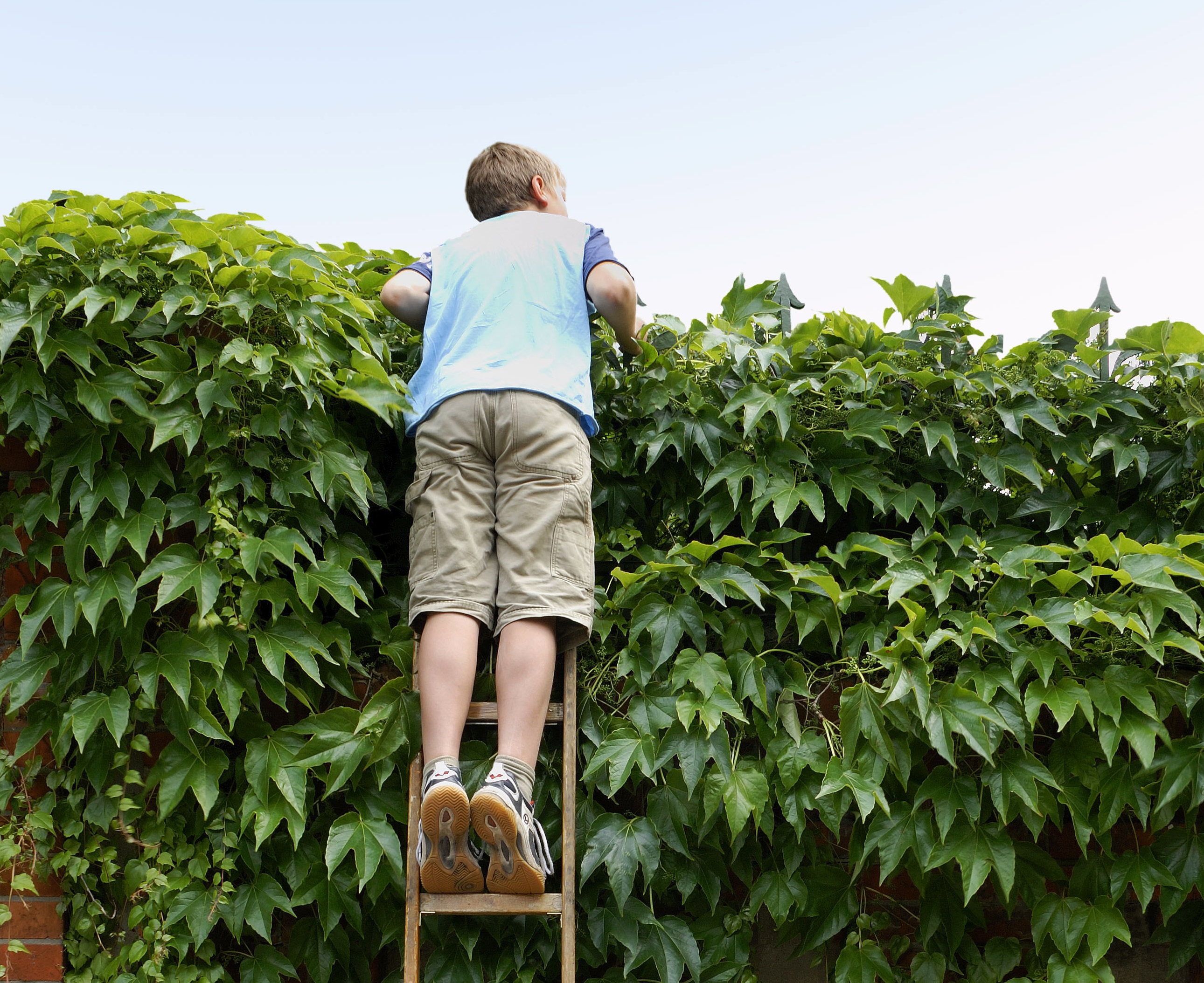 Ein Junge in sommerlicher Kleidung steht auf einer Leiter und schaut über eine Hecke.