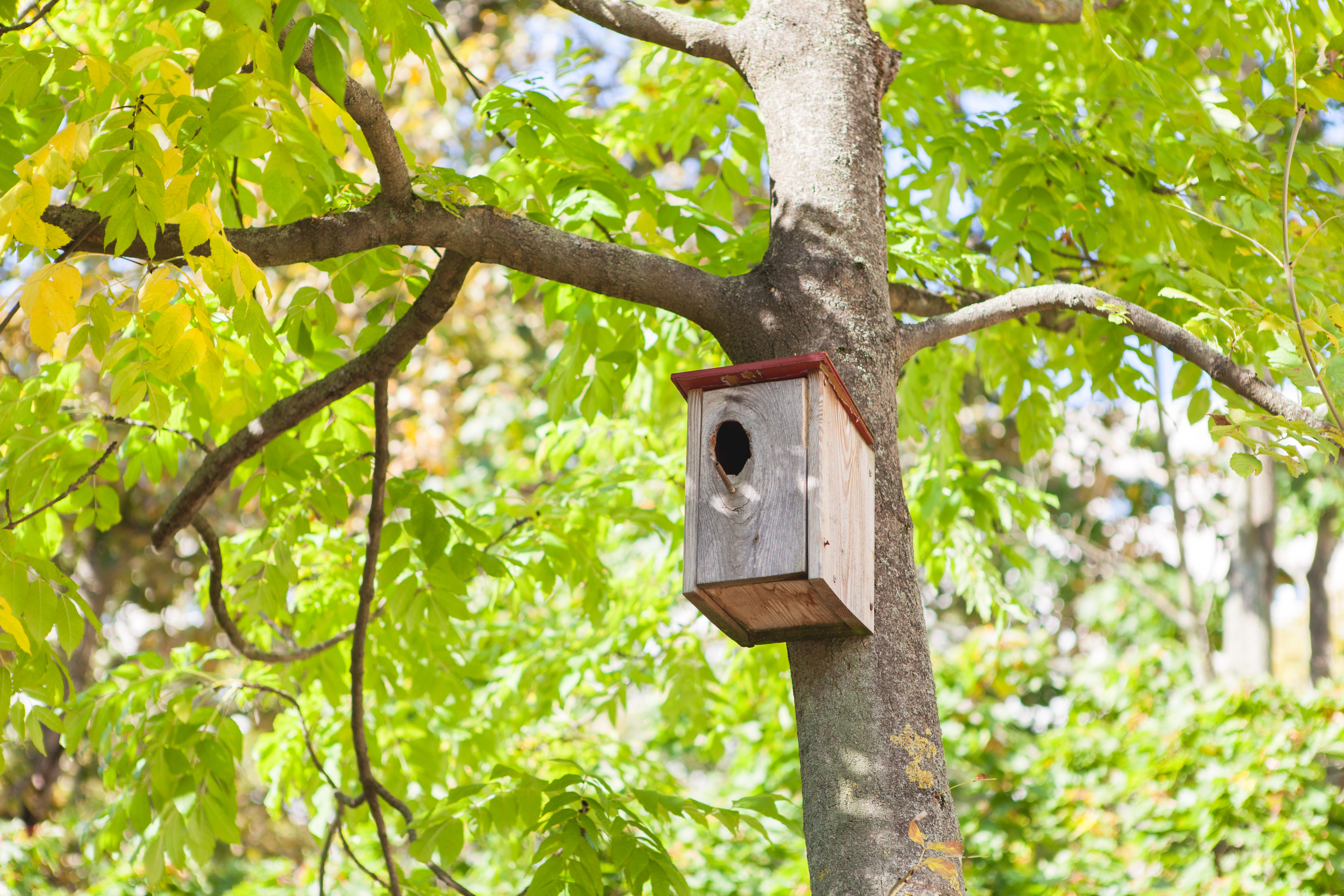 Foto Außenansicht Baum mit Vogelahaus Kita Zühlsdorfer Straße