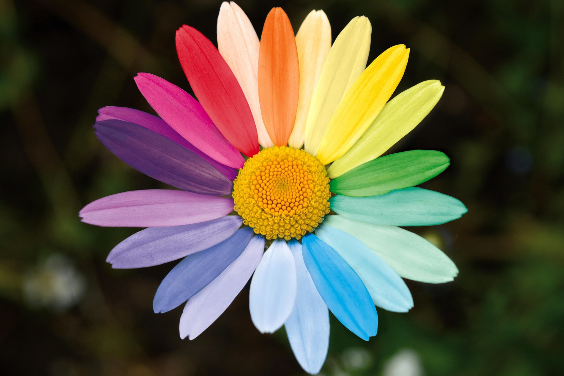 Zu sehen ist eine Margerite mit Blütenblättern in Regenbogenfarben: Jedes Blütenblatt hat eine andere Farbe.