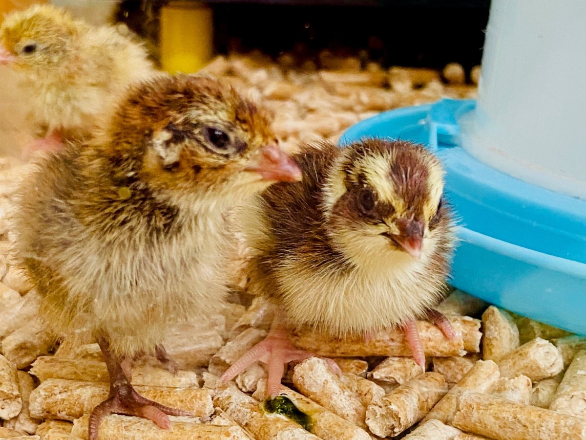 Zwei Wachtelküken sitzen in einem Terrarium nebeneinander neben einer Tränke. Links im Hintergrund sitzt ein weiteres Küken.