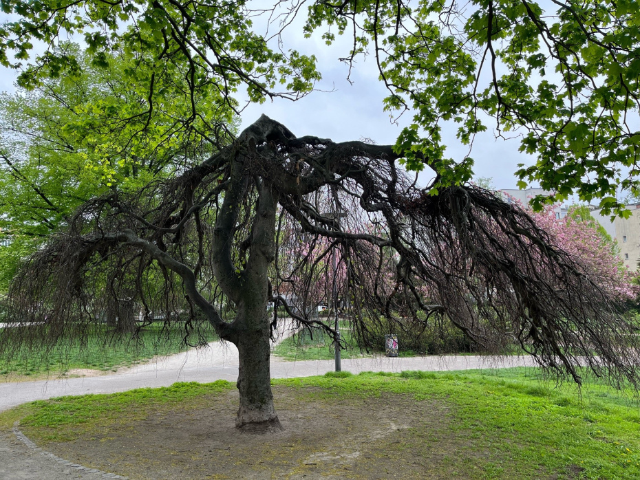 Baum im frühen Frühjahr