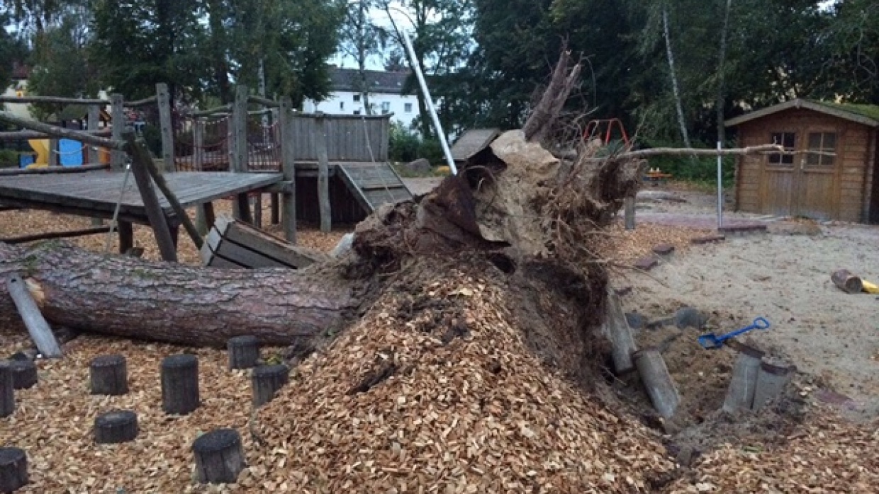 Bei dem gestrigen Sturm wurde leider ein Baum entwurzelt. 